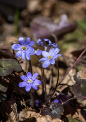 Blue forest flowers