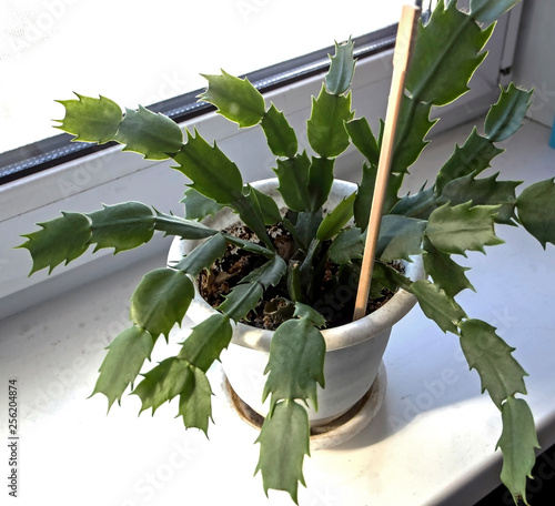 Young Christmas Cactus In A Pot On The Windowsill Buy This Stock