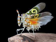 Amazing Colorful Pseudocreobotra Wahlbergii Female. Spiny Flower Mantis Show Wings On Black Background