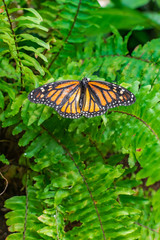 Wall Mural - Monarch butterfly (Danaus plexippus), with open wings, on a green leaf