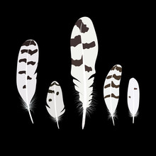 Set Of Isolated Falling White Fluffy Twirled Feathers On Transparent Background In Realistic Style