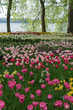 © tina7si - Insel Mainau im Frühling: buntes Tulpenfeld