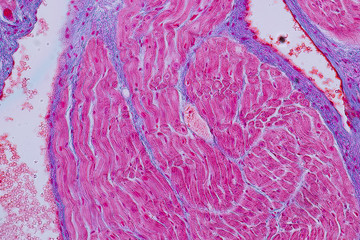 Wall Mural - Education anatomy and Histological sample Heart muscle Tissue under the microscope.