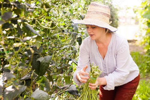 Young Woman In Hat Picking Harvest Of Chinese Vigna In Sunny