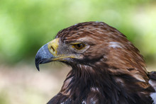 Pensive Look Of An Eagle.