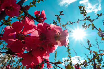 sfondo fiori sole prmavera cielo azzurro