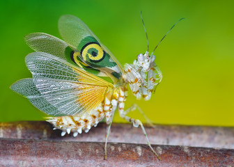 Pseudocreobotra wahlbergii male mantis show wings