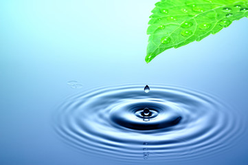 Wall Mural - Drop of water falling from green leaf