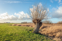 Pollard Willow Tree With Leafless Branches