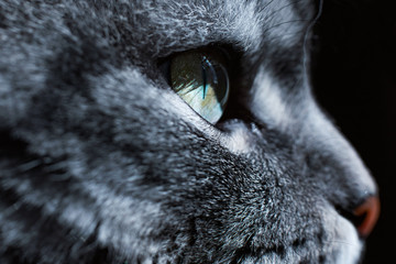 Close up view of beautiful cat's green eye and nose. Gray cat on dark background. Beautiful textured fur. Macro. Pets concept. Animal portrait.