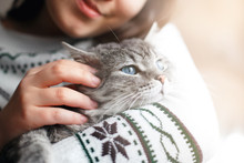 Beautiful Woman At Home Holding And Hug Her Lovely Fluffy Cat. Gray Tabby Cute Kitten With Blue Eyes. Pets, Friendship, Trust, Love, Lifestyle Concept. Friend Of Human. Animal Lover. Close Up.