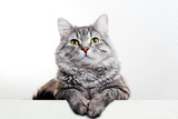 Fototapeta Koty - Funny large longhair gray tabby cute kitten with beautiful yellow eyes. Pets and lifestyle concept. Lovely fluffy cat on grey background.