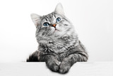 Fototapeta Koty - Funny large longhair gray tabby cute kitten with beautiful blue eyes. Pets and lifestyle concept. Lovely fluffy cat on grey background.