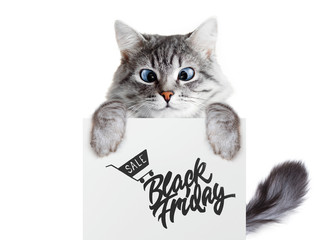 Funny gray tabby kitten showing placard with text. Lovely fluffy cat with blue eyes holding signboard on isolated background. Top of head of cat with paws up peeking over blank banner. Black friday.