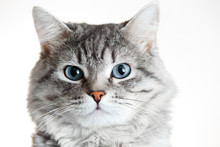 Funny Large Longhair Gray Tabby Cute Kitten With Beautiful Blue Eyes. Pets And Lifestyle Concept. Lovely Fluffy Cat On Grey Background.