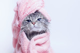 Fototapeta Koty - Funny smiling wet gray tabby cute kitten after bath wrapped in pink towel with blue eyes. Pets and lifestyle concept. Just washed lovely fluffy cat with towel around his head on grey background.