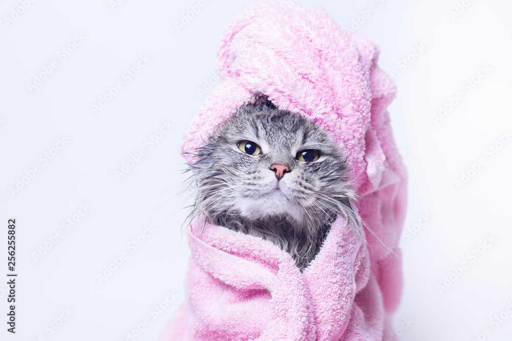 Funny smiling wet gray tabby cute kitten after bath wrapped in pink towel with yellow eyes. Pets and lifestyle concept. Just washed lovely fluffy cat with towel around his head on grey background. - obrazy, fototapety, plakaty 