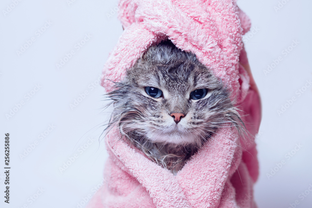 Funny wet sad gray tabby cute kitten after bath wrapped in pink towel with blue eyes. Pets concept. Just washed lovely fluffy cat with towel around his head on grey background. - obrazy, fototapety, plakaty 