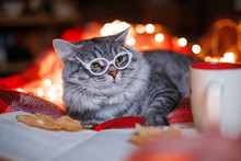 Lovely Fluffy Cat Relaxing On Soft Woolen Blanket. Gray Tabby Kitten With Big Eyes In Glasses With Cup Of Coffee Reading Book. Pets,  Seasons, Lifestyle, Cozy Autumn Weekend, Cold Weather Concept.