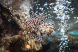 Fototapeta Do akwarium - Red Lionfish