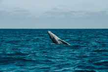 Humpback Whale Breaching In Sea Waves