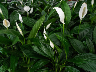 Evergreen plant of spathiphyllum. White flowers and juicy green leaves of a beautiful flower