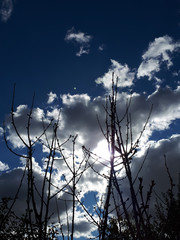 white clouds blue sky across branches of trees