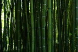 Fototapeta Dziecięca - Forêt de bambous verts