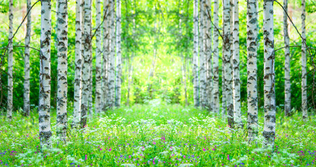 Wall Mural - Summer birch forest view from Sotkamo, Finland.