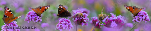bees and butterfly on the flower garden