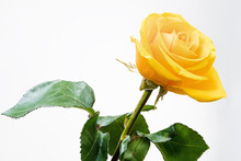 Yellow Rose Flower On White Background With Green Leaves