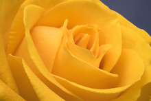 Flower A Close Up Yellow Rose Yellow Petals