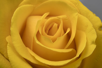 Canvas Print - Flower yellow rose petals close up