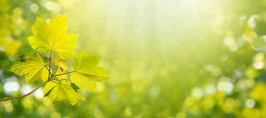 Wall Mural - maple tree branch spring horizontal background