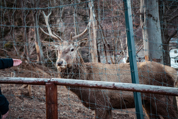 Deer at zoo