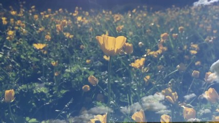 Wall Mural - romantic summer background of fluffy white clouds passing in time-lapse overlay against a field of b