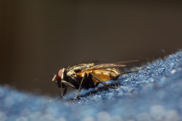 fly