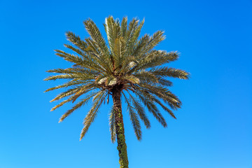 Wall Mural - Palm Tree in Seville, Spain