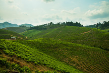 Africa, Tea Plantation In The Mountains Of Southern Uganda