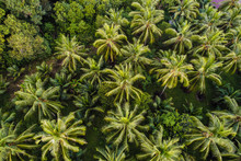 Coconut Palm Tree Aerial View Tropical Forest