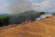 Deforestation. Logging And Burning Rainforest. Forest Fire Environmental Problem	 