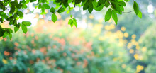 Nature Background, Blur Green Tree Park Outdoor With Bokeh Light Background, Banner Spring And Summer Season