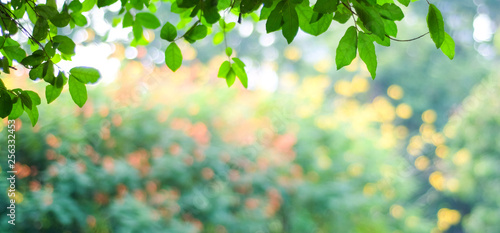 Nature Background Blur Green Tree Park Outdoor With Bokeh Light