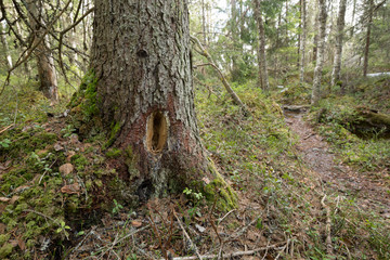 Poster - Damage on tree after woodpacker trying to find insects in the wood