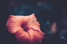 Hibiscus Flower With Waterdrops On Black Background, Vintage Style