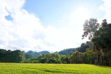 Green meadow with trees and blue sky as a background, Space for text in template, Empty concept, Natural green wallpaper, Ecological Concept