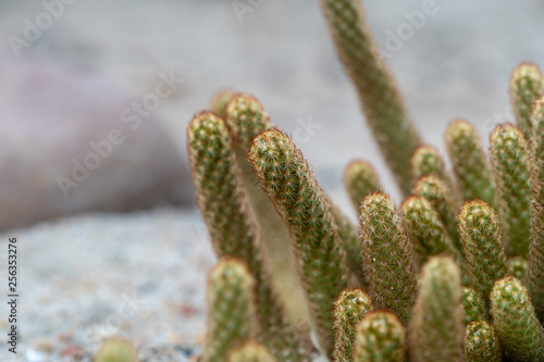 Close Up Of Gold Lace Cactus Or Ladyfinger Cactus Mammillaria Elongata A Flowering Plant In Cactaceae Family Stock Photo Adobe Stock