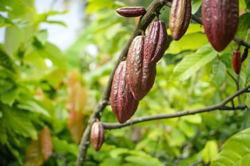 Cocoa fruits and trees in the highlands of Samosir Island in North Sumatra, Indonesia