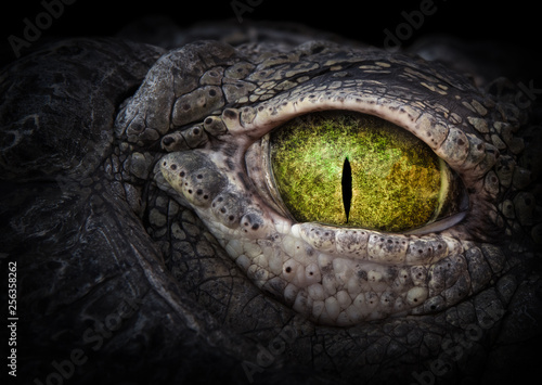 Fotomural Scary eye of a crocodile. Green eye close up.