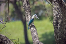 Collared Kingfisher, A Blue Bird On Tree Branch In Singapore's Botanic Gardens